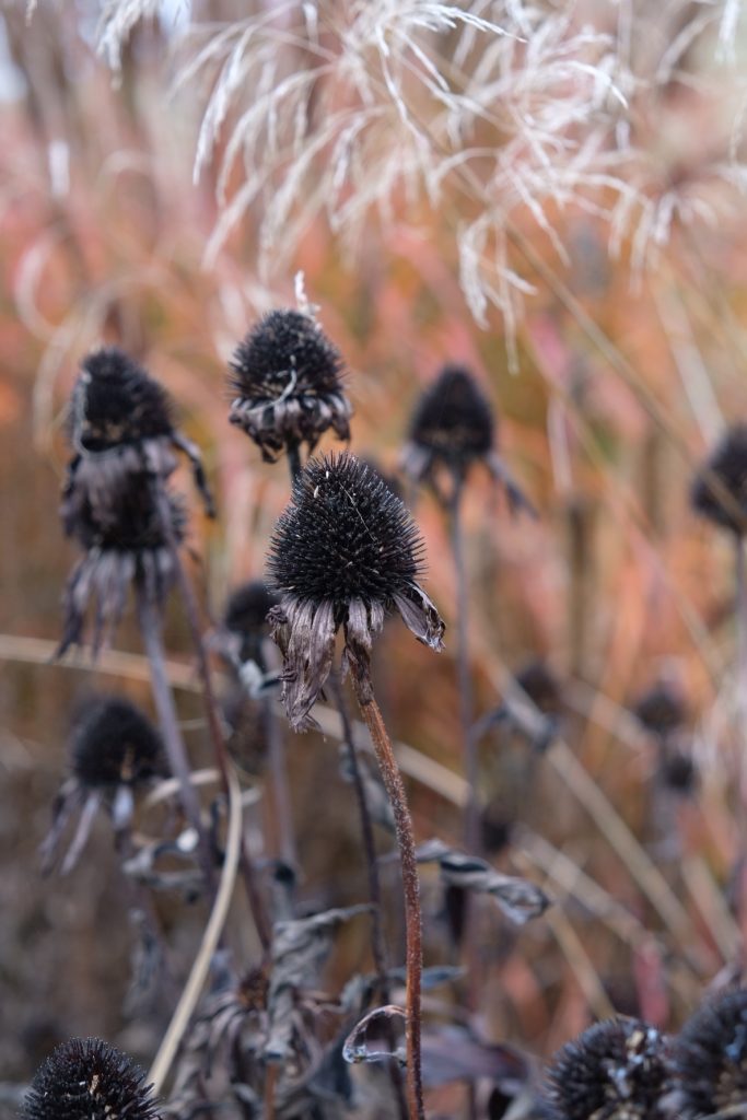 Echinacea na podzim, podzimní trvalkový záhon